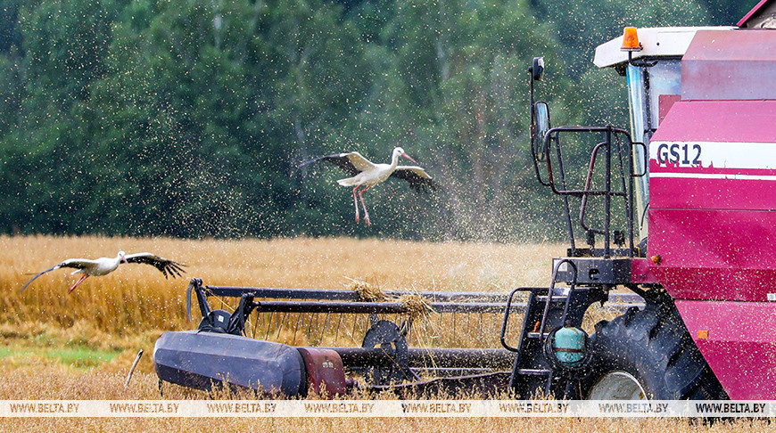 Belarus’ grain harvest approaches 8.9m tonnes