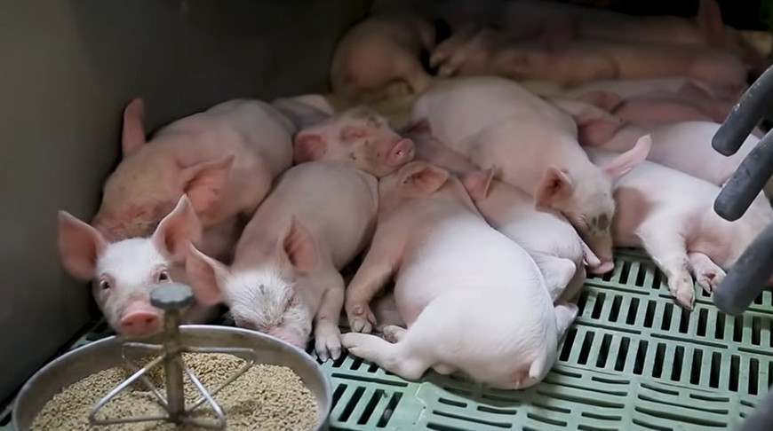Belarus opts to develop ultra-modern pig farming