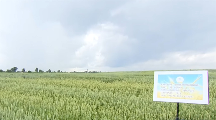 Storm plows through Lukashenko's field in Alexandria. What are experts' harvest forecasts?