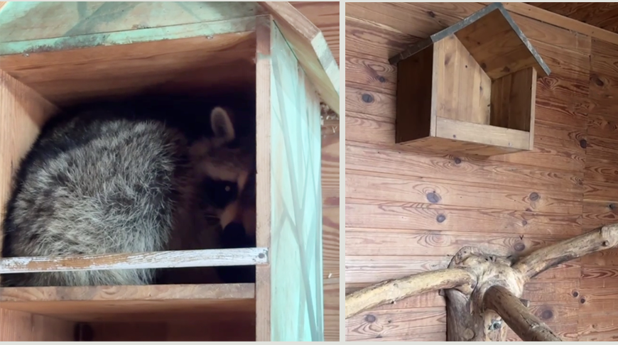 From the USA to Belarus: How Senya the raccoon settles into new life